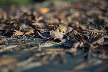 Autumn background. Dry foliage on an old wooden table.