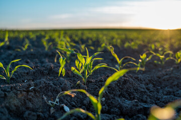 Growing young green corn seedling sprouts in cultivated agricultural farm field under the sunset, shallow depth of field. Agricultural scene with corn sprouts in earth closeup.