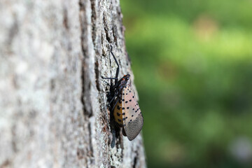 spotted lanternfly macro close up image