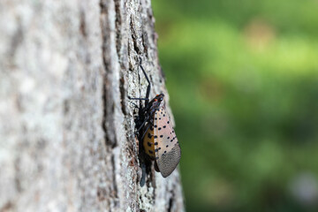 spotted lanternfly macro close up image
