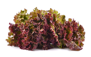 Fresh organic lettuce isolated on white background. 