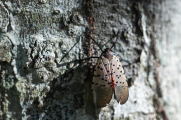 spotted lanternfly on tree macro image