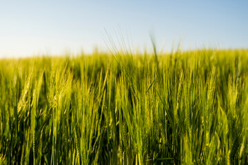 Young green barley growing in agricultural field in spring. Unripe cereals. The concept of agriculture, organic food. Barleys sprout growing in soil. Close up on sprouting barley in sunset.