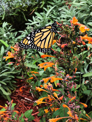 Monarch butterfly on orange flowers
