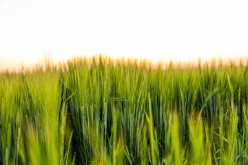 Obraz premium Young green barley growing in agricultural field in spring. Unripe cereals. The concept of agriculture, organic food. Barleys sprout growing in soil. Close up on sprouting barley in sunset.