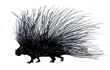Porcupine is an exotic animal. Ink drawing.