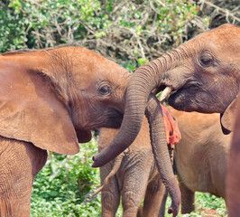Closeup of baby elephants (Loxodonta africana) touching trunks in a display of  affection at the...