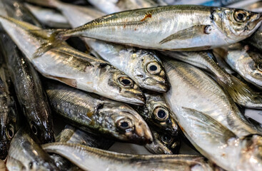 O PEIXE FRESCO DO MERCADO