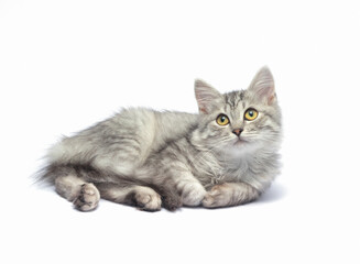 Obraz premium Small gray kitten lies and looks up on a white background.