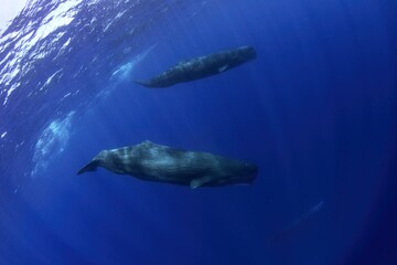 Fototapeta premium Snorkeling with sperm whales in Indian ocean. Group of whales near surface. Marine life. 