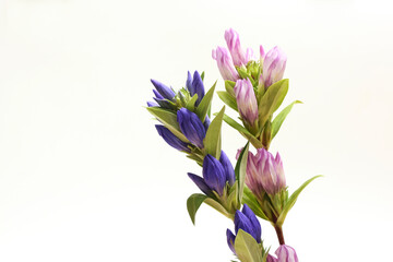 白バックの二輪のリンドウ