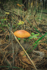 mushroom fly agaric in autumn in the forest