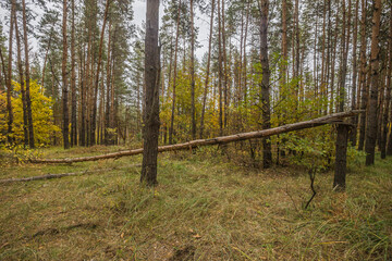 autumn nature of Sursky krai