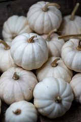 Rustic photos of decorative white pumpkins