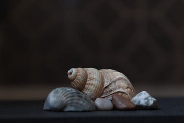 collection of sea shells