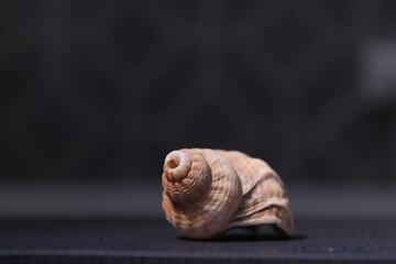 sea shell 