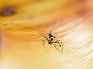 macro of a spider on a leaf