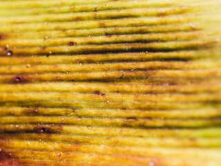 close up of a leaf