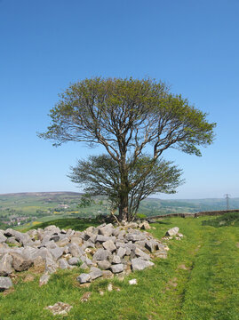 a single tree in a rock covered meadow looking over the calder valley and midgley moor in west yorkshire