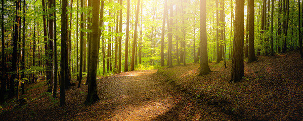 Forest trees with sidewalk of fallen leaves. Nature green wood lovely sunlight backgrounds.


