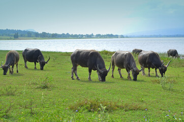 Fototapeta premium Flock of buffaloes in grass field near the water