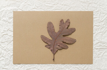 beige paper with autumn oak leaf 