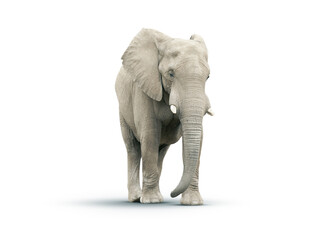 Adult Elephant Isolated on a White Background.