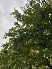 baum, natur, himmel, blatt, blatt, ast, frühling, wald, baum, sommer, sonne, blau, pflanze, laub, blume, ast, aufblühen, sonnenlicht, eiche, day, blume, jahreszeit, licht, green, garden