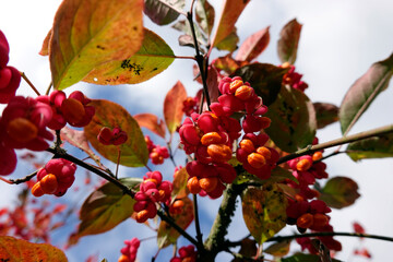 Spindelstrauch (Euonymus europaeus), Strauch mit Früchten