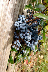 Mahonie (Mahonia auquifolium) - Strauch mit reifen Früchten