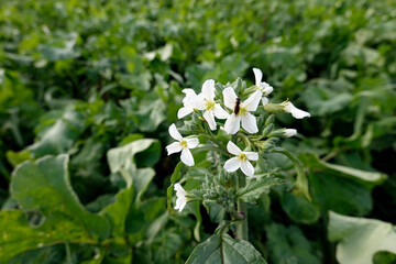 Feld mit Ölrettich (Raphanus sativus var. oleiformis)