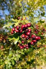 Weissdorn (Crataegus sp) - reife Früchte am Strauch