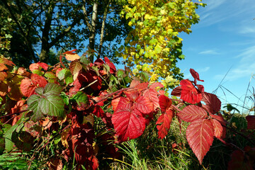 Brombeere (rubus sp.) - Blätter in Herbstfärbung