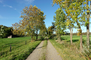 Fototapeta premium von Laubbäumen gesäumter Wirtschaftsweg zwischen Weiden