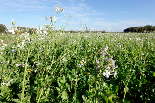 Feld mit &Ouml;lrettich (Raphanus sativus var. oleiformis)