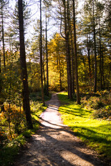 Fototapeta premium autumn forest, wood, England, UK