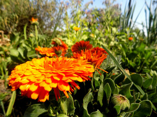 flowers in the garden