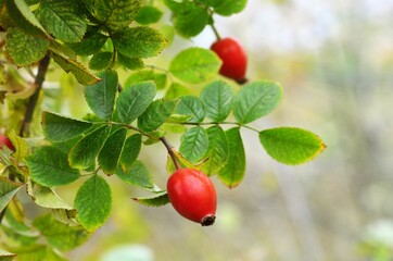 Ripe rosehip fruits on a bush among green leaves. Rose hips are commonly used in herbal tea.