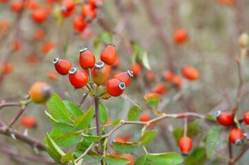 Red rose hip fruits on a bush in autumn outdoors. Wild rose hip fruits are valuable medicinal raw materials with a high content of vitamin C.