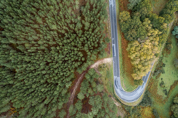 Long and winding rural road leading through dense green pine forest.
