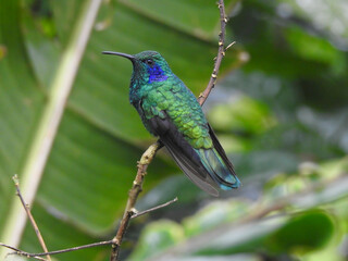 Green Violetear hummingbird 