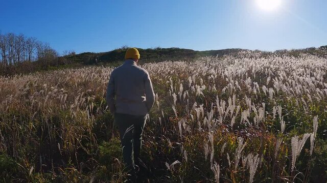 Slow motion. Following a man in yellow hat walking on the field among beautiful tall white fluffy spikes waving at the wind under the bright autumn sun. Unusual flora at fresh and clear autumn day