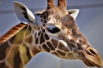 portrait of a giraffe