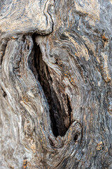 Knothole and gnarled trunk of an Olive tree in an olive grove in the south of Crete. Olive trees are an integral part of Cretan-Greek agriculture and its culture