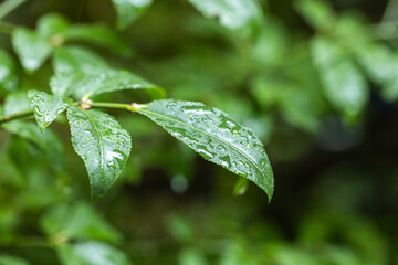 green leaf with water drops macro image