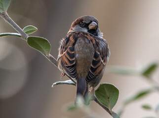 Male house sparrow (Passer domesticus) looking behind, Norfolk, England