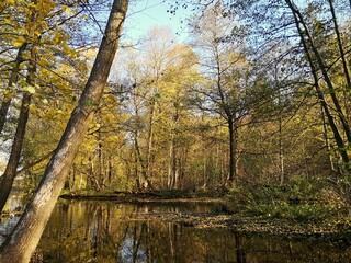 Jezioro w środku lasu podczas słonecznego dnia