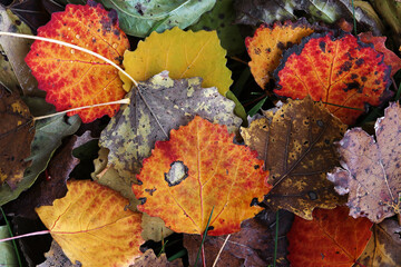 Rotes, gelbes und braunes Herbstlaub liebt auf em Boden