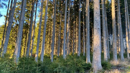 Sun shining through forest trees - 466219224
