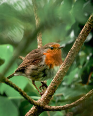 robin on a branch